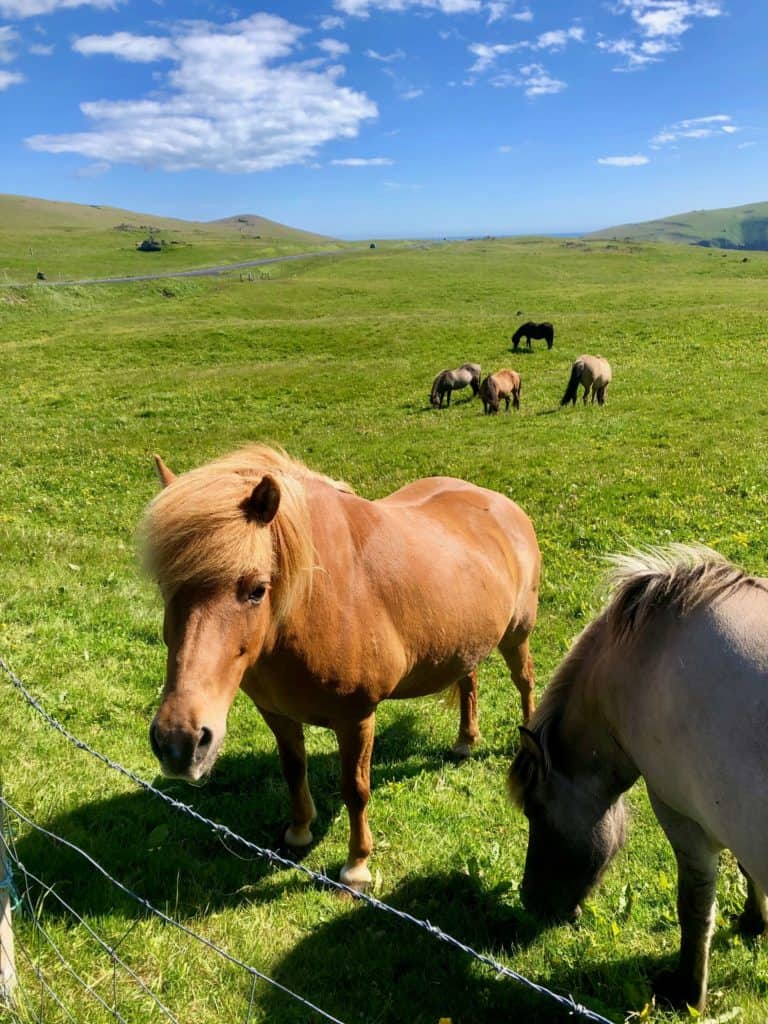 Kuce islandzkie to nieodzowny element islandzkiego krajobrazu. Można je spotkać praktycznie wszędzie. Na Vestmannaeyjar również ich nie brakuje.