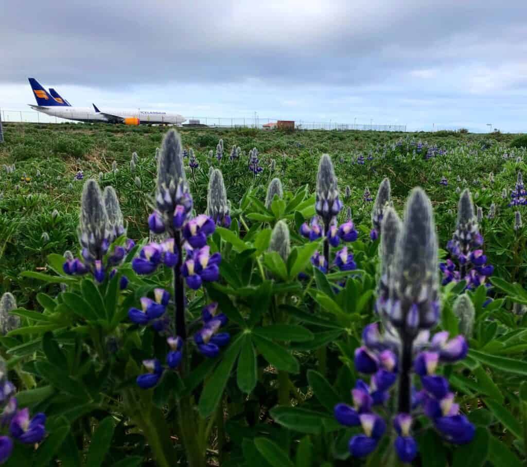 Boeingi 737 MAX linii Icelandair na lotnisku w Keflaviku